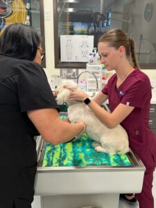 Vet performing lab testing